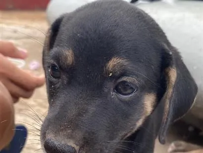Cachorro raça SRD-ViraLata idade 2 a 6 meses nome bradock 