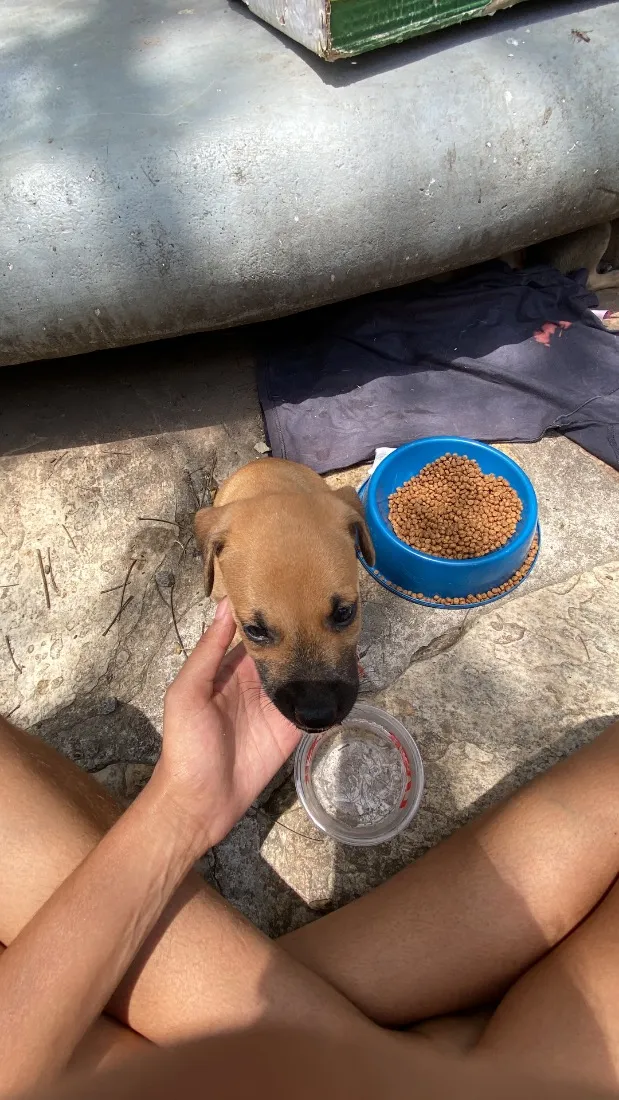 Cachorro raça SRD-ViraLata idade 2 a 6 meses nome bebezinho 