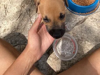 Cachorro raça SRD-ViraLata idade 2 a 6 meses nome bebezinho 