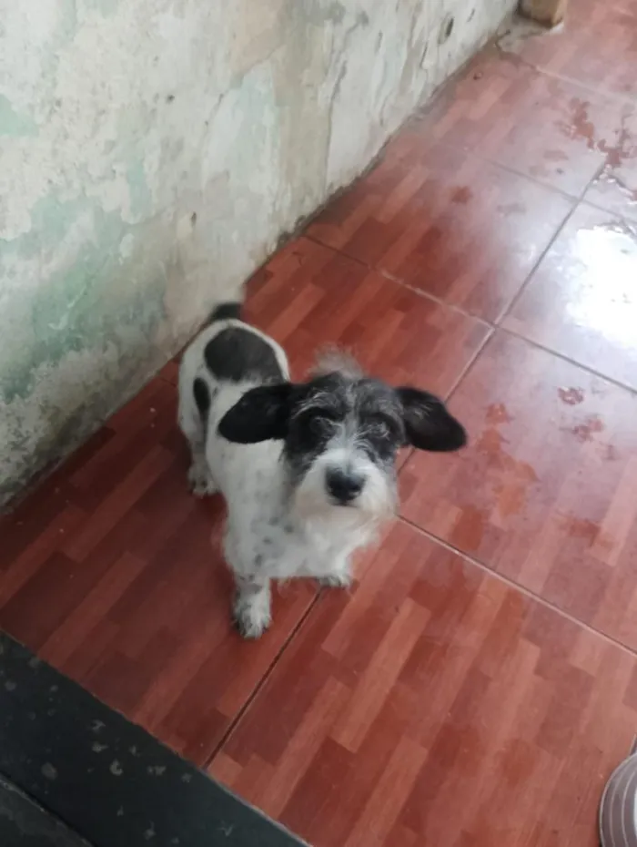 Cachorro raça Dálmata idade 4 anos nome Zesus
