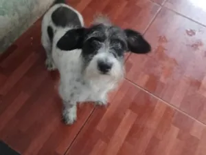 Cachorro raça Dálmata idade 4 anos nome Zesus