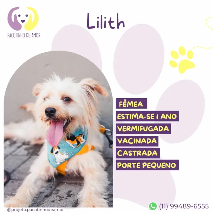 Cachorro raça SRD-ViraLata idade 1 ano nome Lilith