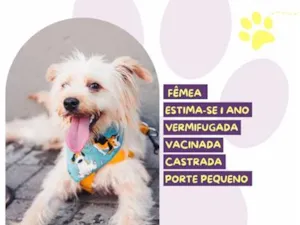 Cachorro raça SRD-ViraLata idade 1 ano nome Lilith