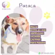 Pataca