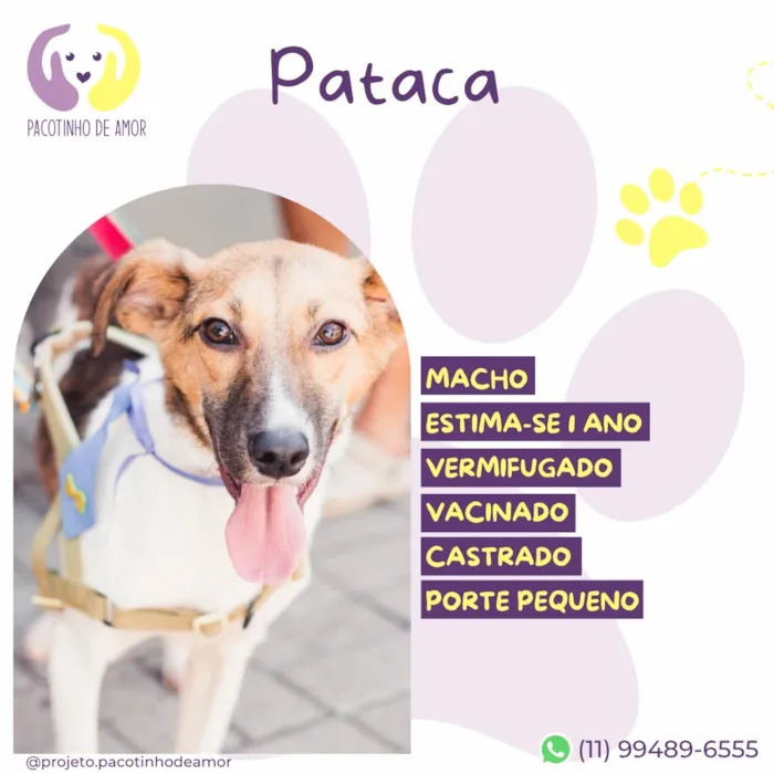 Cachorro raça SRD-ViraLata idade 1 ano nome Pataca
