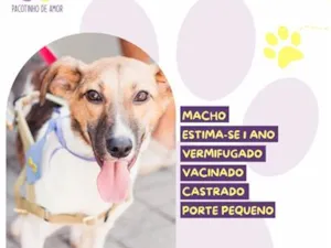 Cachorro raça SRD-ViraLata idade 1 ano nome Pataca