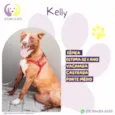 Kelly