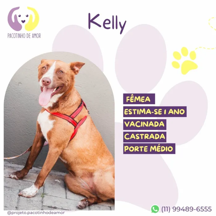 Cachorro raça SRD-ViraLata idade 1 ano nome Kelly