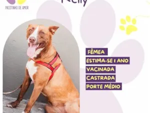 Cachorro raça SRD-ViraLata idade 1 ano nome Kelly