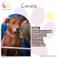 Canela