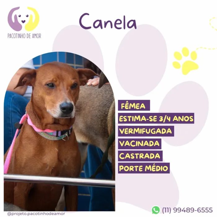 Cachorro raça SRD-ViraLata idade 4 anos nome Canela