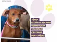 Canela