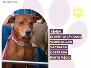 Cachorro raça SRD-ViraLata idade 4 anos nome Canela