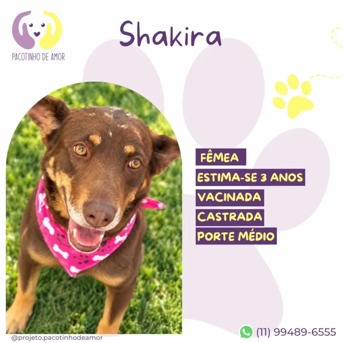 Cachorro raça SRD-ViraLata idade 3 anos nome Shakira