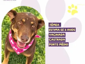 Cachorro raça SRD-ViraLata idade 3 anos nome Shakira
