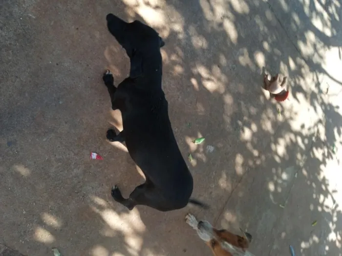 Cachorro raça SRD-ViraLata idade 1 ano nome Pandora 