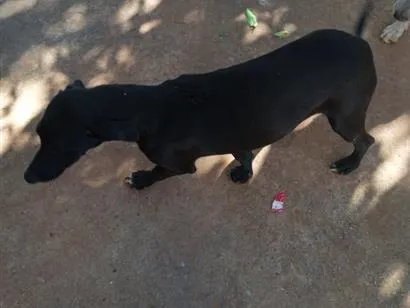 Cachorro raça SRD-ViraLata idade 1 ano nome Pandora 