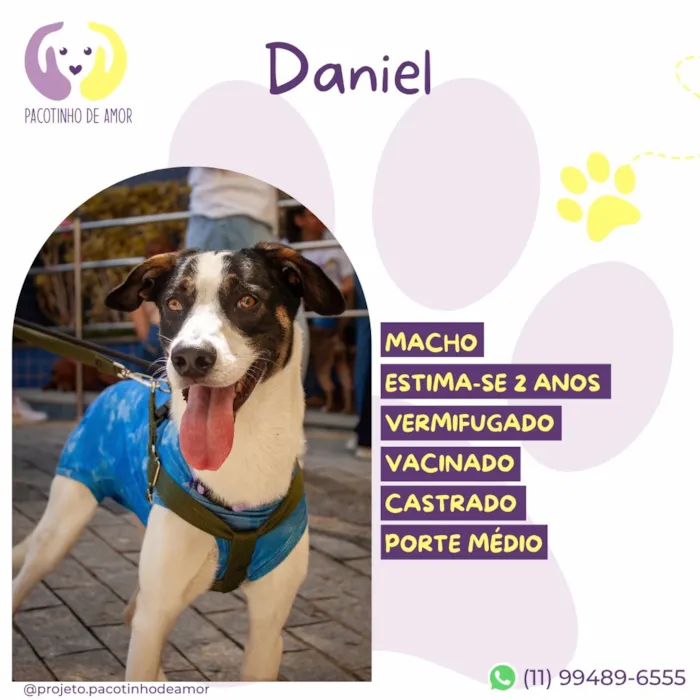Cachorro raça SRD-ViraLata idade 2 anos nome Daniel