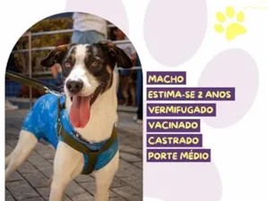 Cachorro raça SRD-ViraLata idade 2 anos nome Daniel