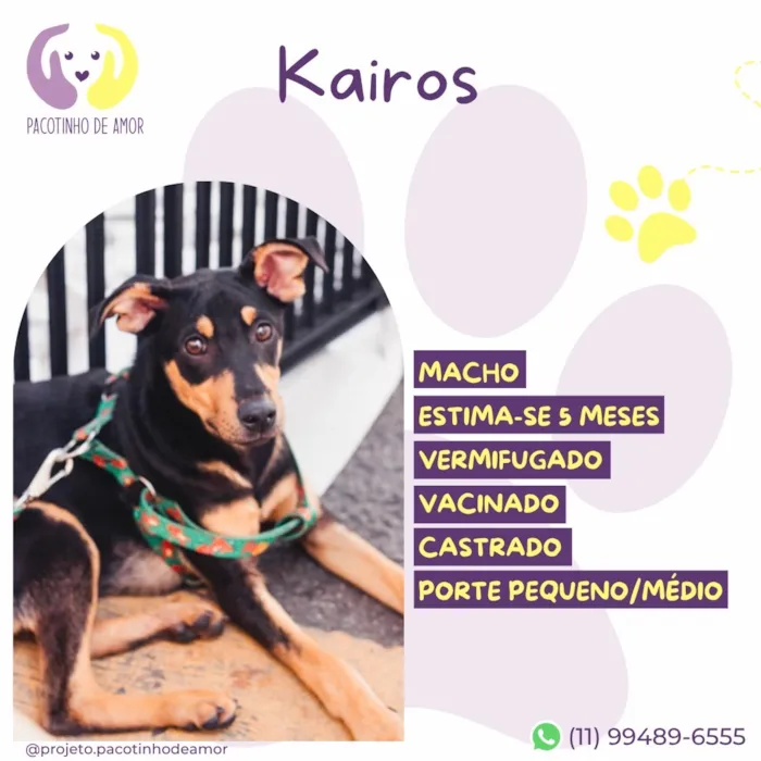 Cachorro raça SRD-ViraLata idade 2 a 6 meses nome Kairos