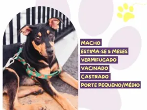 Cachorro raça SRD-ViraLata idade 2 a 6 meses nome Kairos