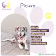 Pituxo