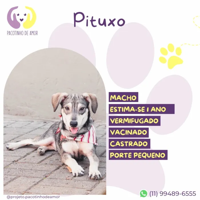 Cachorro raça  idade Abaixo de 2 meses nome Pituxo