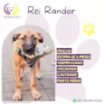 Rei Randor