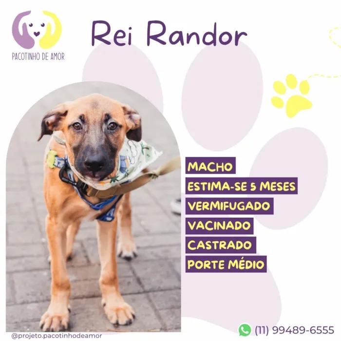 Cachorro raça SRD-ViraLata idade 2 a 6 meses nome Rei Randor
