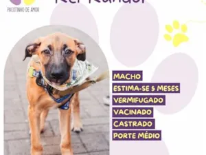 Cachorro raça SRD-ViraLata idade 2 a 6 meses nome Rei Randor