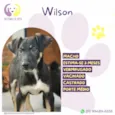 Wilson