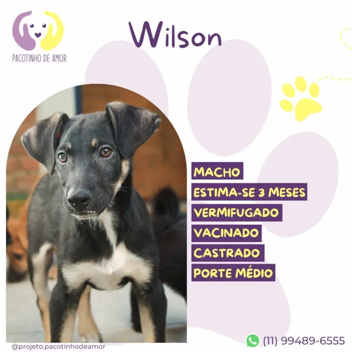 Cachorro raça SRD-ViraLata idade 2 a 6 meses nome Wilson
