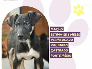Cachorro raça SRD-ViraLata idade 2 a 6 meses nome Wilson