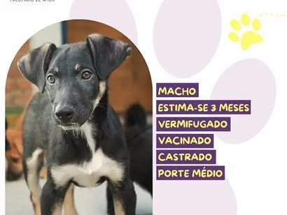 Cachorro raça SRD-ViraLata idade 2 a 6 meses nome Wilson