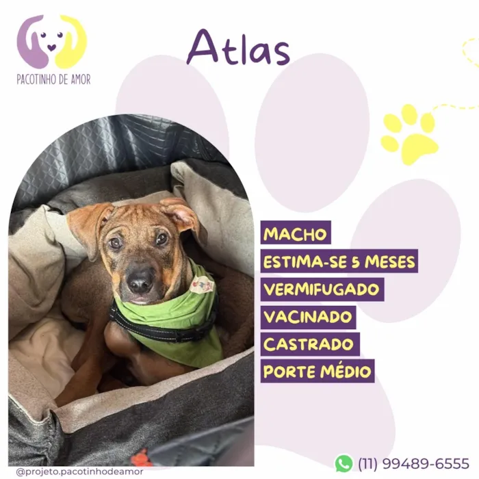 Cachorro raça SRD-ViraLata idade 2 a 6 meses nome Atlas