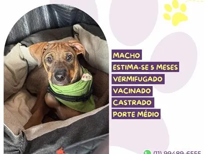 Cachorro raça SRD-ViraLata idade 2 a 6 meses nome Atlas