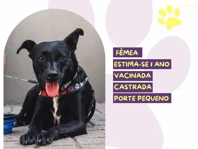 Cachorro raça SRD-ViraLata idade 1 ano nome Aninha