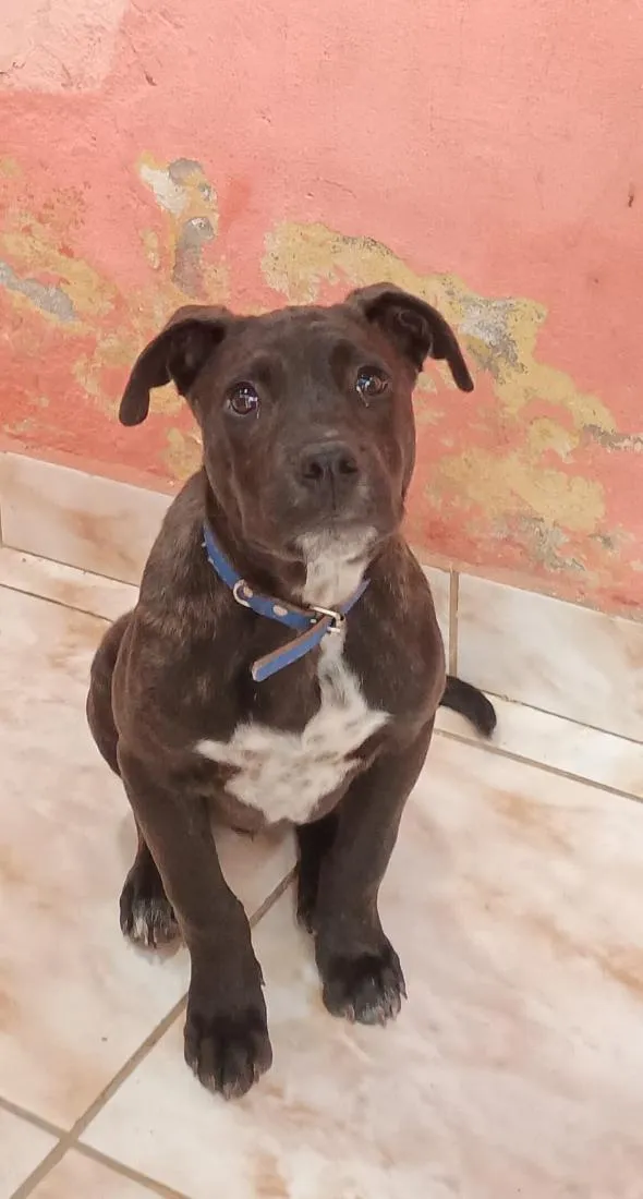 Cachorro raça SRD-ViraLata idade 2 a 6 meses nome Max