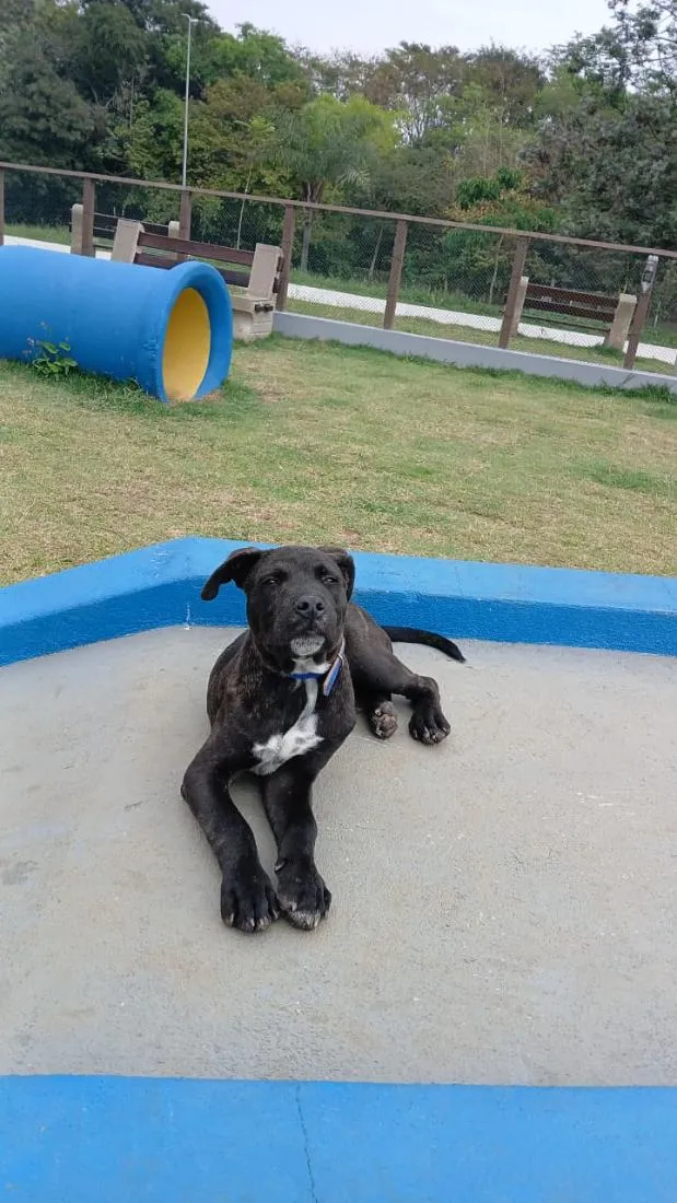 Cachorro raça SRD-ViraLata idade 2 a 6 meses nome Max