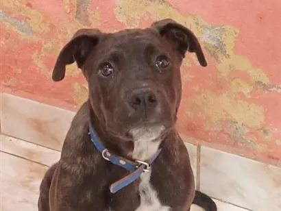 Cachorro raça SRD-ViraLata idade 2 a 6 meses nome Max