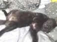 Salem 