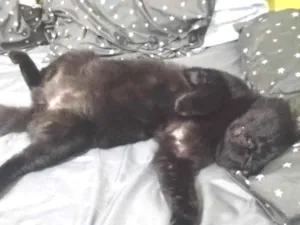 Gato raça SRD-ViraLata idade 6 ou mais anos nome Salem 