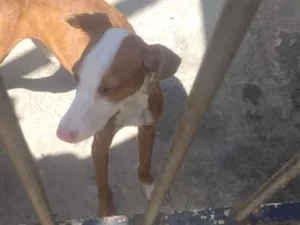 Cachorro raça SRD-ViraLata idade 2 a 6 meses nome Marrom 