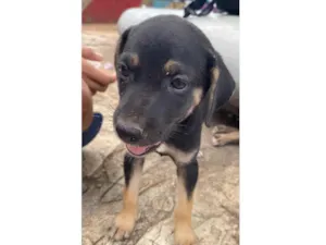 Cachorro raça SRD-ViraLata idade 2 a 6 meses nome bradock 