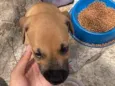bebezinho 