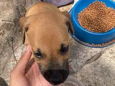 Cachorro raça SRD-ViraLata idade 2 a 6 meses nome bebezinho 