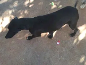 Cachorro raça SRD-ViraLata idade 1 ano nome Pandora 