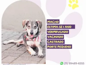 Cachorro raça  idade Abaixo de 2 meses nome Pituxo