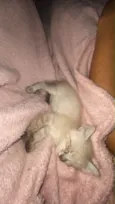 Mimi
