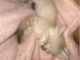 Mimi
